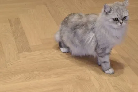 Stav Allegro Eik Lotta Trend